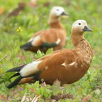 Ruddy Shelducks can be found around most lakes.