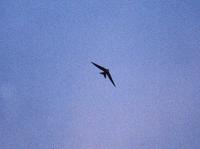 White-Rumped Swift Apus pacificus 칼새