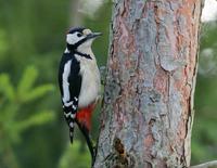 Great Spotted Woodpecker (Dendrocopus major)