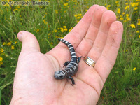 : Ambystoma opacum; Marbled Salamander