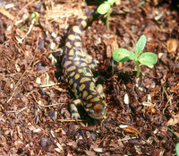 : Ambystoma tigrinum tigrinum; Eastern Tiger Salamander