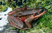 : Rana aurora; Northern Red-legged Frog