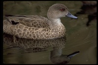 : Anas gracilis; Grey Teal