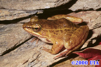 : Rana maculata