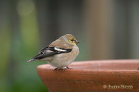 : Carduelis tristis; American Goldfinch