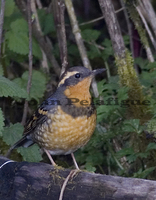 : Ixoreus naevius; Varied Thrush