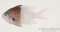 : Chromis iomelas