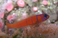 : Lythrypnus dalli; Catalina Goby