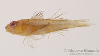 : Priolepis compita