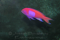 : Pseudanthias pluerotaenia; Squarespot Anthias