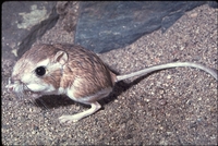 : Dipodomys deserti; Merriam's Kangaroo Rat