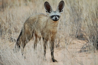 : Otocyon megalotis; Bat-eared Fox