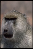 : Papio cynocephalus; Yellow Baboon