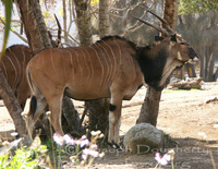 : Taurotragus derbianus ssp. gigas; Eastern Giant Eland