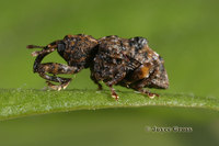 : Conotrachelus nenuphar; Plum Curculio