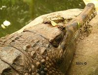 : Tomistoma schlegeli