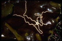 : Amphiodia occidentalis; Brittle Star