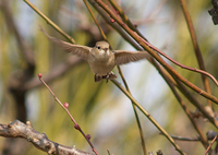 흰꼬리딱새 [red-breasted flycatcher]