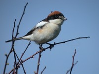 Woodchat Shrike