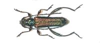 Callimus angulatus glabrescens