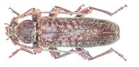 Trichoferus fasciculatus fasciculatus