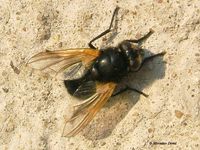 Mesembrina meridiana