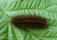 Spilosoma lubricipeda - White Ermine