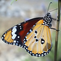 Danaus chrysippus - Plain Tiger