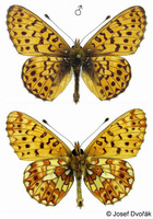 Boloria euphrosyne - Pearl-bordered Fritillary