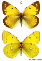 Colias myrmidone - Danube Clouded Yellow