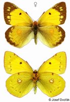 Colias myrmidone - Danube Clouded Yellow