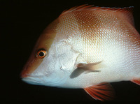 Lutjanus sebae, Emperor red snapper: fisheries, aquaculture, gamefish, aquarium