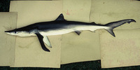 Prionace glauca, Blue shark: fisheries, gamefish