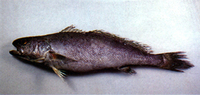Miichthys miiuy, Mi-iuy croaker: fisheries