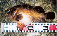 Sebastes inermis, : fisheries, aquaculture, gamefish