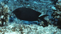 Siganus punctatissimus, Peppered spinefoot: fisheries