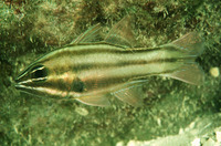 Apogon novemfasciatus, Sevenstriped cardinalfish: