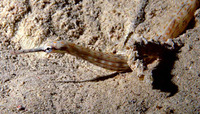 Corythoichthys schultzi, Schultz's pipefish: aquarium