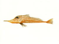 Satyrichthys rieffeli, Spotted armoured-gurnard: