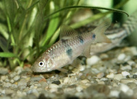 Puntius everetti, Clown barb: aquarium