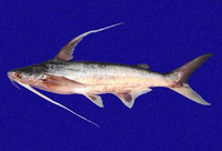 Bagre pinnimaculatus, Red sea catfish: fisheries