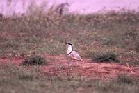 The wonderful Egyptian Plover never disappoints (C.Boix)