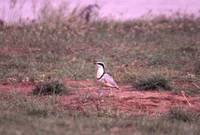 The wonderful Egyptian Plover never disappoints (C.Boix)