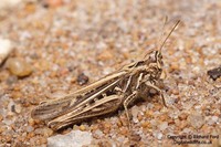 Glyptobothrus brunneus - Common Field Grasshopper