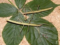 Carausius morosus