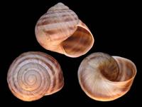 Helix secernenda