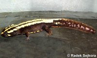 Paramesotriton laoensis