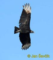 Coragyps atratus - American Black Vulture