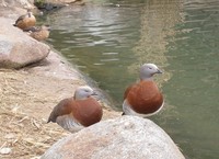 Chloephaga poliocephala - Ashy-headed Goose