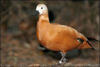 Tadorna ferruginea - Ruddy Shelduck